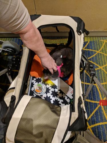 Nyx at Malice Domestic