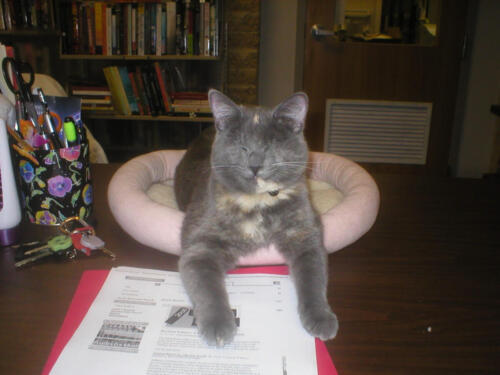 Nyx at work