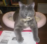 desknyx 2009